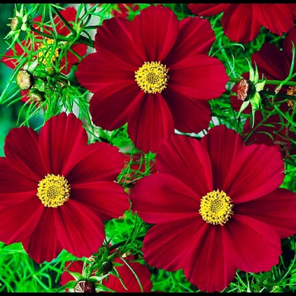 🦋SHOPTIME!🦋 - Picture 8 of 14